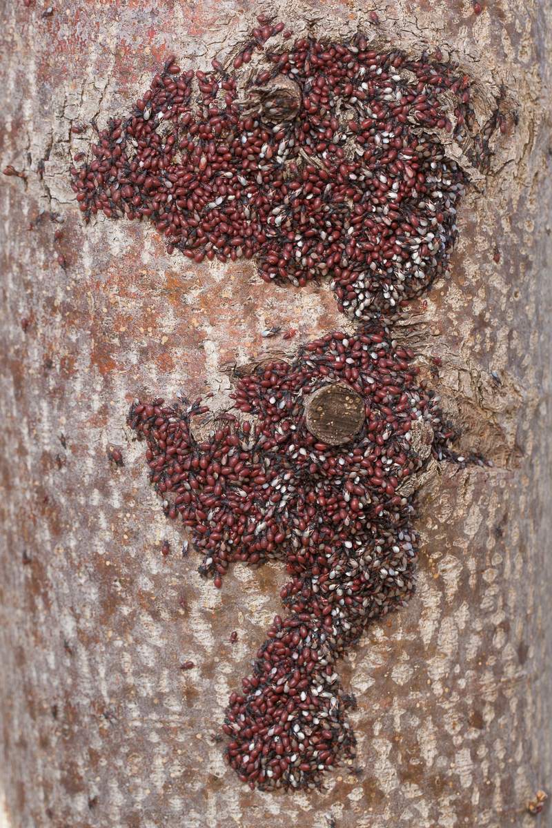 Lygaeidae:  Oxycarenus lavaterae